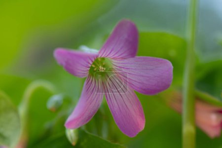 Oxalis crassipees grows like a weed but is a beautiful plant in the garden.