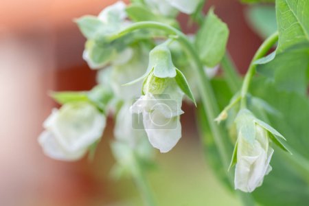 Nahaufnahme der zarten weißen Blüten einer Erbsenpflanze, Pisum sativum.
