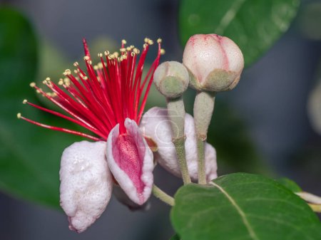 The exotic flower of the Pineapple Guava plant, Feijoa Sellowiana, growing in a subtropical garden.