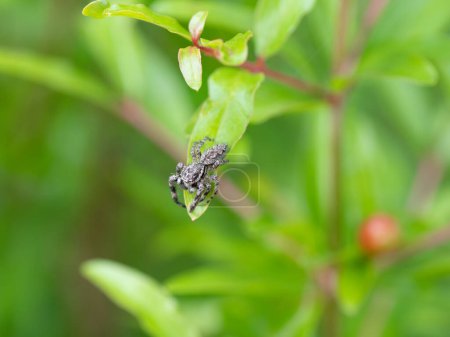 Una araña saltadora bronceada, Platycryptus undatus, vista desde el lado para que el patrón en su espalda sea visible.