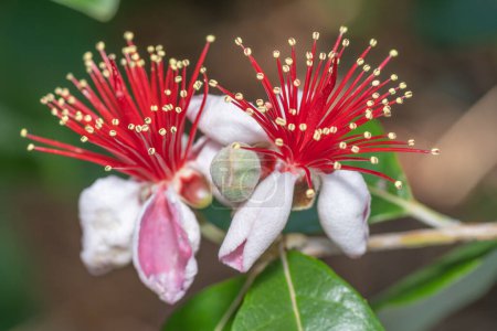 Two vibrant blooming flowers on the Feijoa sellowiana tree, Pineapple guava.
