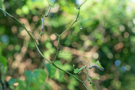 A group of Turbulent Phosphila moth caterpillars on a Greenbrier vine.