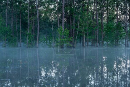 Nebel hängt über dem Wasser, das nach starkem Regen einen Wald überflutet hat.