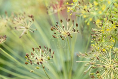 Closeup of a yellow flowering dill plant, Anethum graveolens, that has gone to seed.
