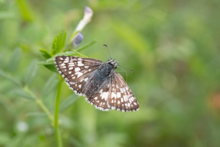 A Grizzled skipper butterfly, Pyrgus centaureae, perching on a stem in a meadow during a Texas spring.