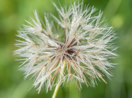 Closeup of the seed head of a dandelion, Taraxacum, on a spring morning.