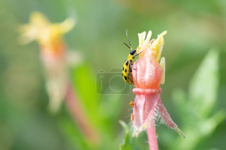 Un escarabajo pepino manchado, Diabrotica undecimpunctata, comiendo una flor silvestre en un prado primaveral.