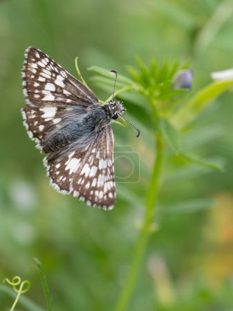 Una hermosa mariposa patrón Grizzled, Pyrgus centaureae, con sus alas extendidas.