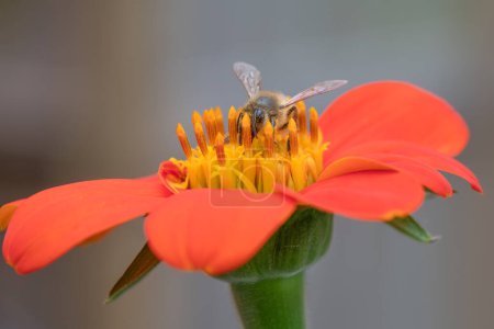 A honey bee on a Mexican sunflower, Tithonia rotundifolia.
