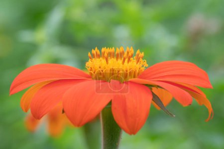 Closeup of a Mexican sunflower bloom, Tithonia rotundifolia, an annual plant that will bloom spring, summer, and autumn.