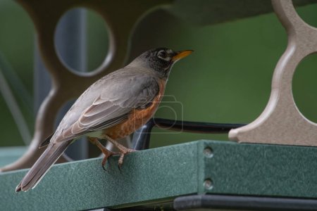 An American robin, Turdus migratorius, visiting a bird feeder.