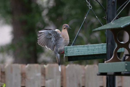 A White winged dove, Zenaida asiatica, lands on a platform feeder, its wings open.