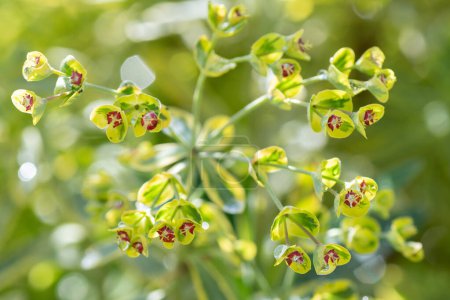 Euphorbia martinii, Ascot Rainbow, is especially beautiful in the spring garden when tiny red flowers appear.