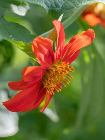 Side view of a vibrant, orange Mexican sunflower bloom.