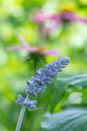 Closeup of a Mealy Blue Sage flower, Salvia farinacea, that is almost ready to bloom.