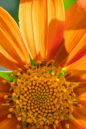 Extreme Nahaufnahme einer mexikanischen Sonnenblume oder Tithonia rotundifolia.
