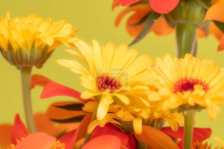 Foto de Un colorido ramo de caléndula amarilla y flores de Tithonia naranja. - Imagen libre de derechos