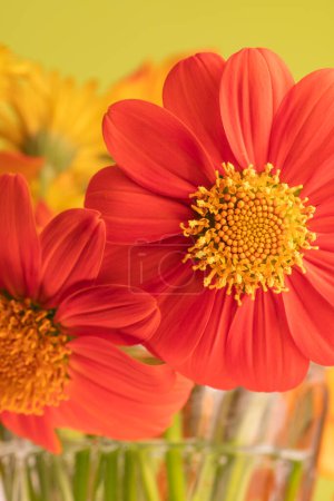 Nahaufnahme einer lebendigen mexikanischen Sonnenblume in einer klaren, mit Wasser gefüllten Vase.