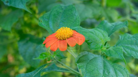A Mexican sunflower, Tithonia rotundifolia, blooming in a Texas garden on a summer morning.