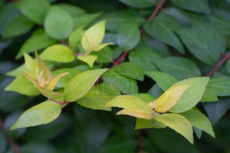 Abelia chinensis, oder chinesische Abelia, mit frischem Laub im Frühling.