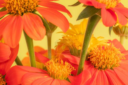 Foto de Closeup of a bouquet of Mexican sunflower and calendula blooms. - Imagen libre de derechos