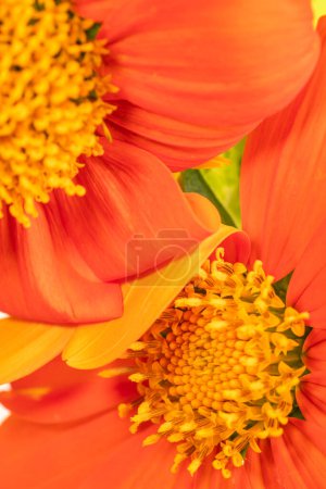 Foto de Closeup of two Mexican sunflower blooms, their petals curling over each other. - Imagen libre de derechos