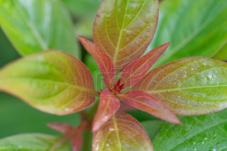 Nahaufnahme der grünen und roten Blätter von Hamelia patens oder Kolibri Bush.