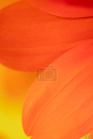 Foto de Primer plano de los pétalos de naranja de Tithonia rotundifolia. - Imagen libre de derechos