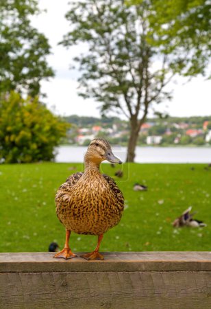 Téléchargez les photos : Canard sur une clôture en bois dans un parc de la ville sur fond de pelouse verte et de rivière - en image libre de droit