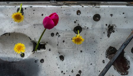 Foto de Tulipán y diente de león en agujeros de bala y metralla en el casco del transporte civil dañado por el ataque con misiles en Kiev, la primavera ucraniana, el concepto de guerra y paz, la guerra de Rusia contra Ucrania - Imagen libre de derechos