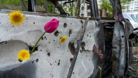 Téléchargez les photos : Tulipe et pissenlit dans les trous de balles et d'éclats d'obus dans la coque du transport civil endommagé par l'attaque de missiles sur Kiev, le printemps ukrainien, le concept de guerre et de paix, la guerre de la Russie contre l'Ukraine - en image libre de droit