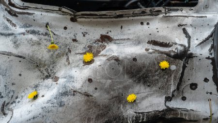 Téléchargez les photos : Pissenlits insérés dans les trous de balles et d'éclats d'obus dans la coque du transport civil endommagé par l'attaque de missiles sur Kiev, printemps ukrainien, le concept de guerre et de paix, la guerre de Russie - en image libre de droit