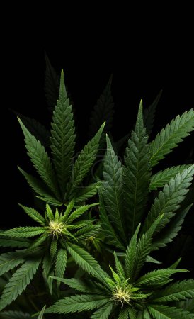 Photo for Vertical marijuana plants on black background with copyspace - Royalty Free Image