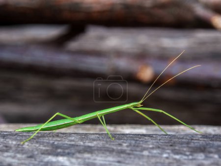 Photo for Maco photograpy of a big green stick insect on a wooden plank, captured in a garden near the colonial town of Villa de Leyva in central Colombia. - Royalty Free Image