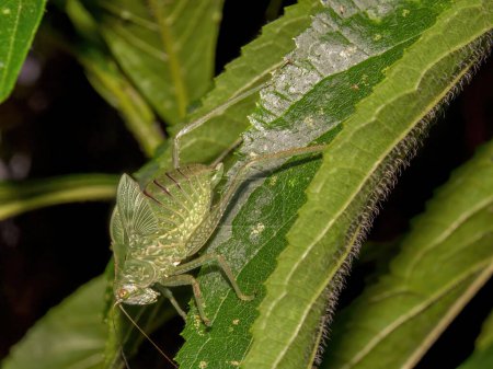 Foto de Fotografía macro de un catydid verde de pie sobre una hoja verde. Capturado en un jardín cerca del pueblo colonial de Villa de Leyva, en las montañas andinas centrales de Colombia. - Imagen libre de derechos