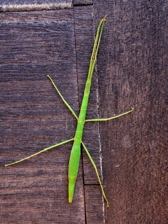 Photo for Maco photograpy of a big green stick insect on a wooden plank, captured in a garden near the colonial town of Villa de Leyva in central Colombia. - Royalty Free Image