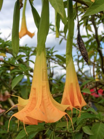 Foto de Fotografía de cerca de flores de trompeta de ángel amarillo capturadas en un jardín cerca del pueblo de Arcabuco, en el centro de Colombia. - Imagen libre de derechos