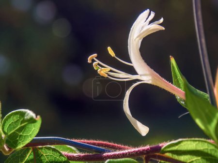 Téléchargez les photos : Macro photographie du côté d'une fleur de chèvrefeuille japonaise avec la lumière du soleil du matin, dans un jardin dans le centre-est des Andes de Colombie. - en image libre de droit