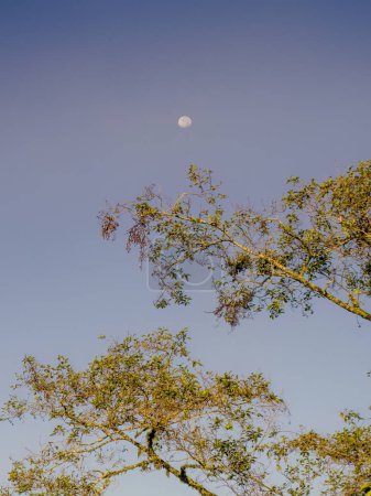 La lune déclinante est suspendue dans un ciel bleu clair sur un aulne, tôt le matin, dans les montagnes andines orientales du centre de la Colombie.