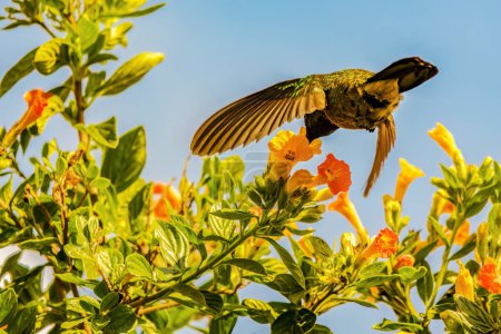Téléchargez les photos : Photo en gros plan d'un colibri se nourrissant d'une fleur de marmelade, dans un jardin des montagnes andines orientales du centre de la Colombie. - en image libre de droit
