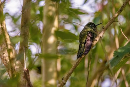 Téléchargez les photos : Gros plan d'un colibri perché dans une brindille de marmelade, dans un jardin des montagnes andines orientales du centre de la Colombie. - en image libre de droit