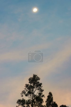 The waning moon hangs in a blue clear sky over an eucalyptus tree, in the last minutes of the sunset , in the eastern Andean mountains of central Colombia.