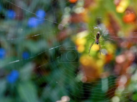 Macro photographie d'une araignée du verger suspendue au centre de sa toile, prise dans un jardin près de la ville coloniale de Villa de Leyva en Colombie centrale.