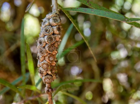 Macro photography of the seeds pod of the tea tree, captured in a garden near the colonial town of Villa de Leyva, in central Colombia.
