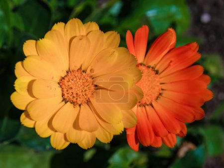 Close-up photography of two marigold flowers, captured in a farm in the eastern Andean mountains of central Colombia.
