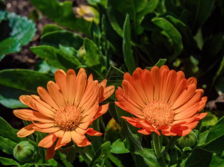 Fotografía de cerca de dos flores de caléndula, capturadas en una granja en las montañas andinas orientales del centro de Colombia.