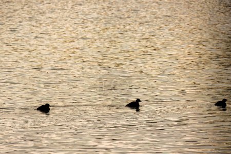 La silueta de tres grebes menos nadando en una laguna por la tarde, en las montañas andinas orientales del centro de Colombia.