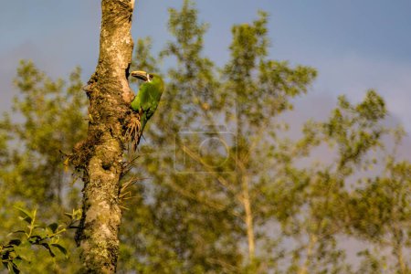 Ein exotischer smaragdgrüner Tucanet mit einem Insekt im Schnabel am Eingang seines Nestes in einem Wald in den östlichen Andenbergen Zentralkolumbiens.