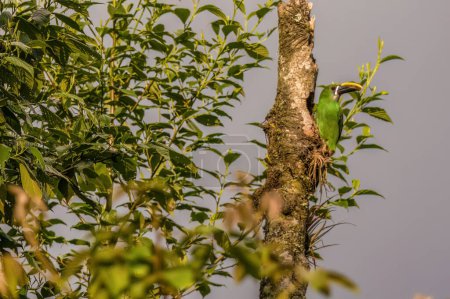 Ein exotischer smaragdgrüner Tucanet mit einem Insekt im Schnabel am Eingang seines Nestes in einem Wald in den östlichen Andenbergen Zentralkolumbiens.