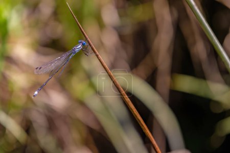 Macro photography of a blue-tailed damselfly resting  on a straw under the sun of the morning, in the eastern Andean mountains of central Colombia.